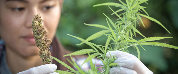 quality cbd for sale